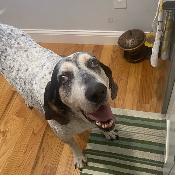 Meet your Posher, Tracey - Picture 8 of 14